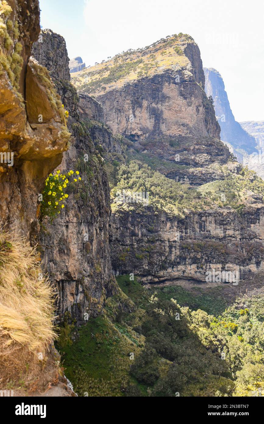 Mountain peaks and rocky cliffs covered with trees and plants in the ...