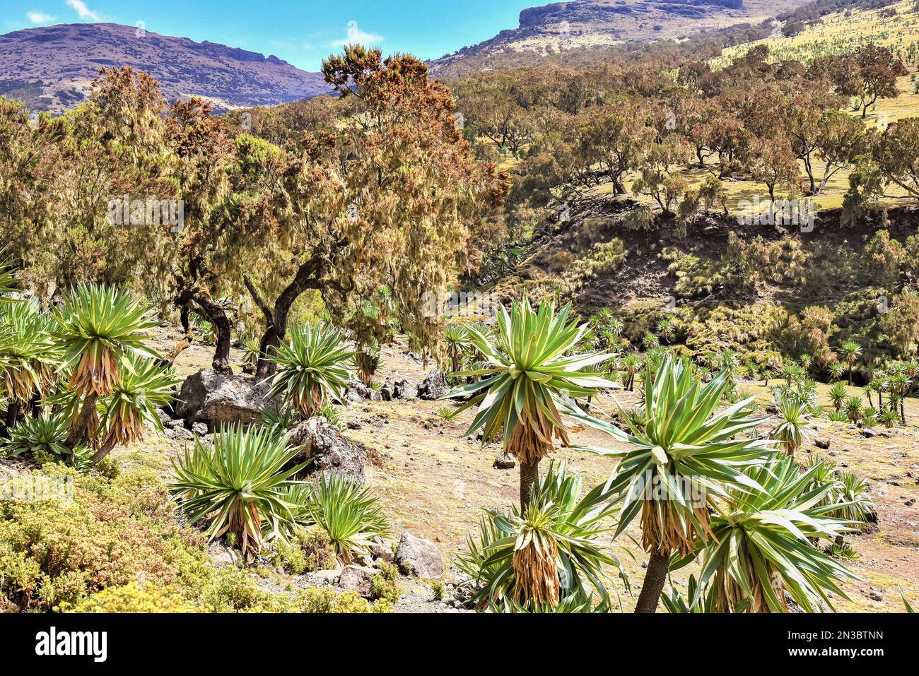 Field Of Trees And Plants In The Simien Mountains National Park In field-of-trees-and-plants-in-the-simien-mountains-national-park-in