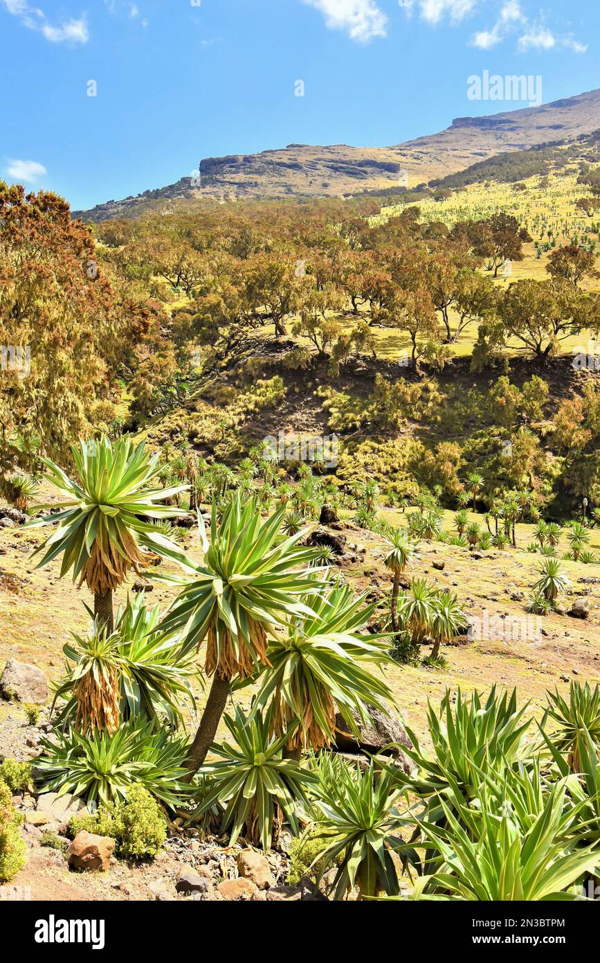 Field Of Trees And Plants In The Simien Mountains National Park In field-of-trees-and-plants-in-the-simien-mountains-national-park-in