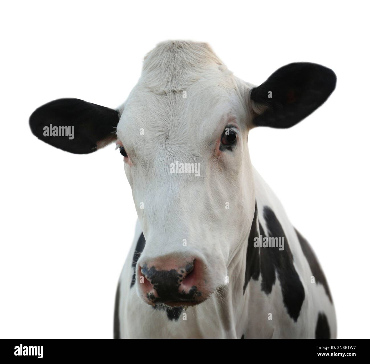 Cute cow on white background, closeup view. Animal husbandry Stock ...