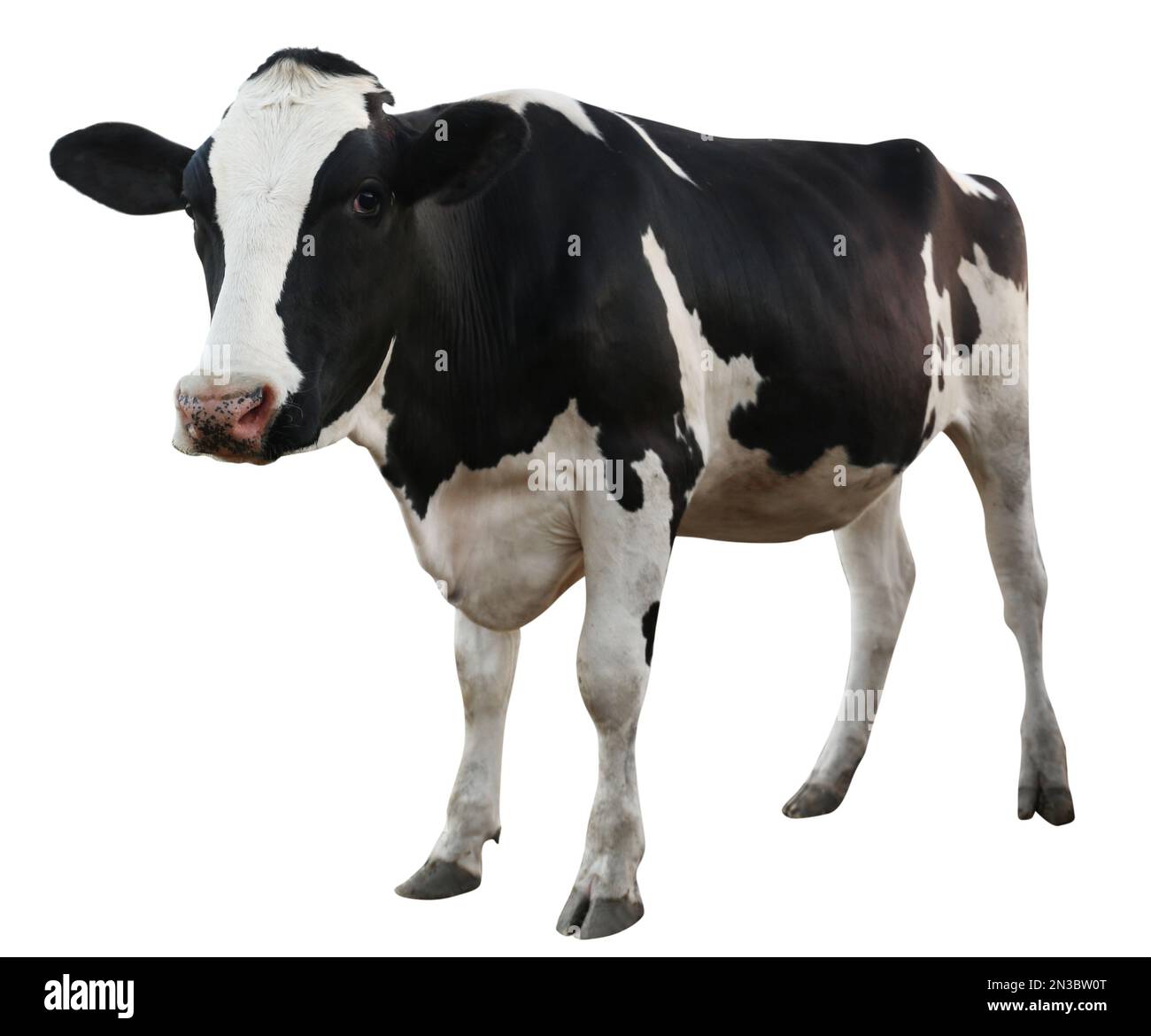 Cute cow on white background. Animal husbandry Stock Photo - Alamy