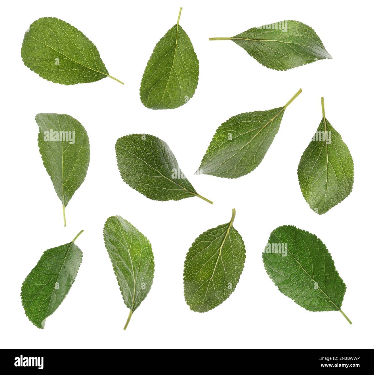 Green plum leaves falling on white background Stock Photo Alamy