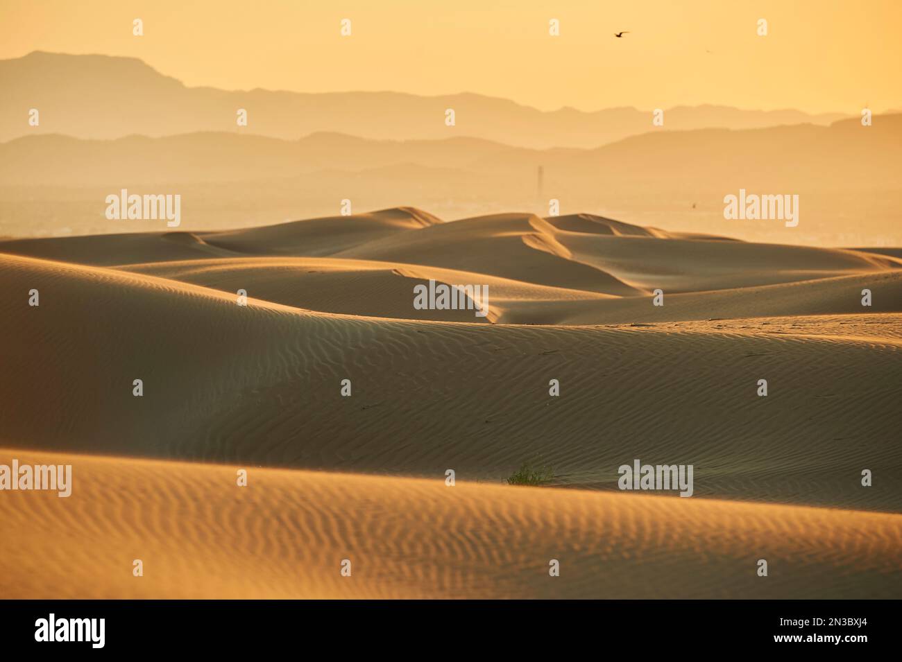 Silhouette of birds flying over the rippled sand dunes in evening light at sunset with the mountains in the distance, Ebro River Delta Stock Photo