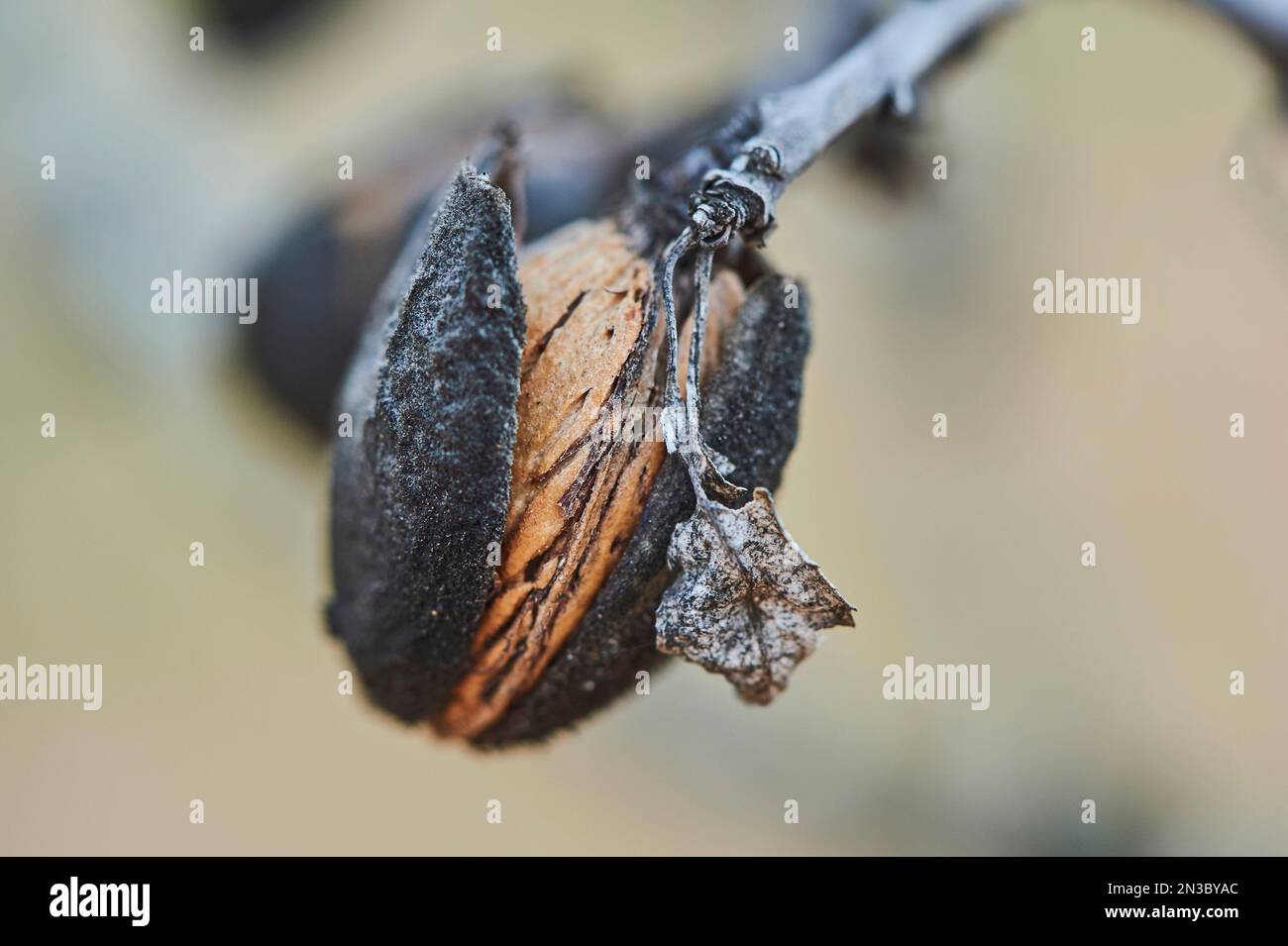 Close-up detail of an almond (Prunus amygdalus, syn. Prunus dulcis) nut in a nutshell; Catalonia, Spain Stock Photo