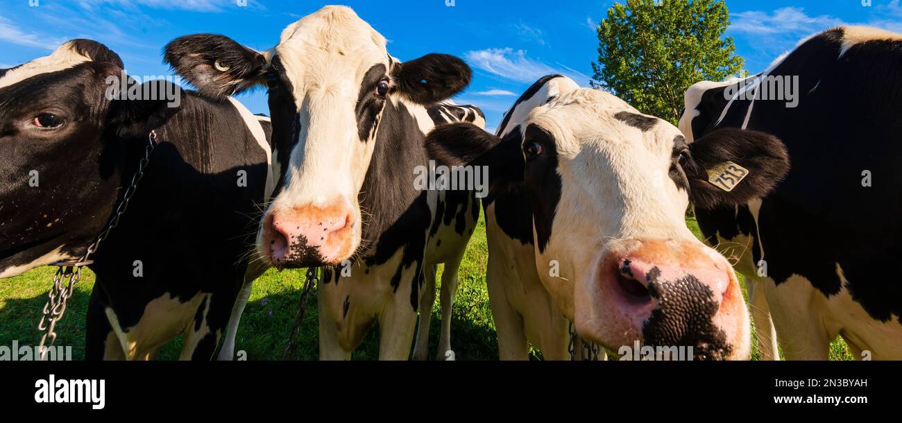 Close-up portrait of Holstein Cows (Bos taurus taurus), herd of black and white patched cows in the Eastern Townships; Quebec, Canada Stock Photo