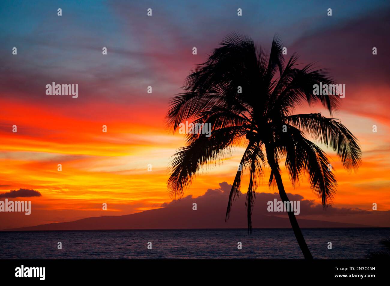 Silhouette of a palm tree on the beach hi-res stock photography and ...