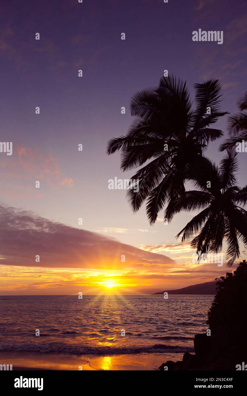 Sun Rays Tropical Sunlight rays in palm trees hi-res stock photography and images - Alamy