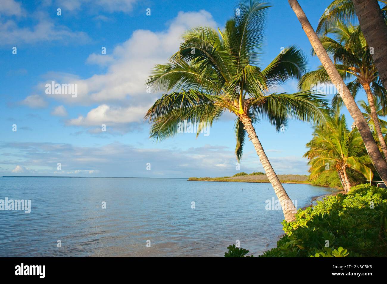 Near kaunakakai hi res stock photography - Palm Trees Near Kaunakakai Fronting Hotel Molokai Island Of Molokai Hawaii United States Of America 2N3C5K3