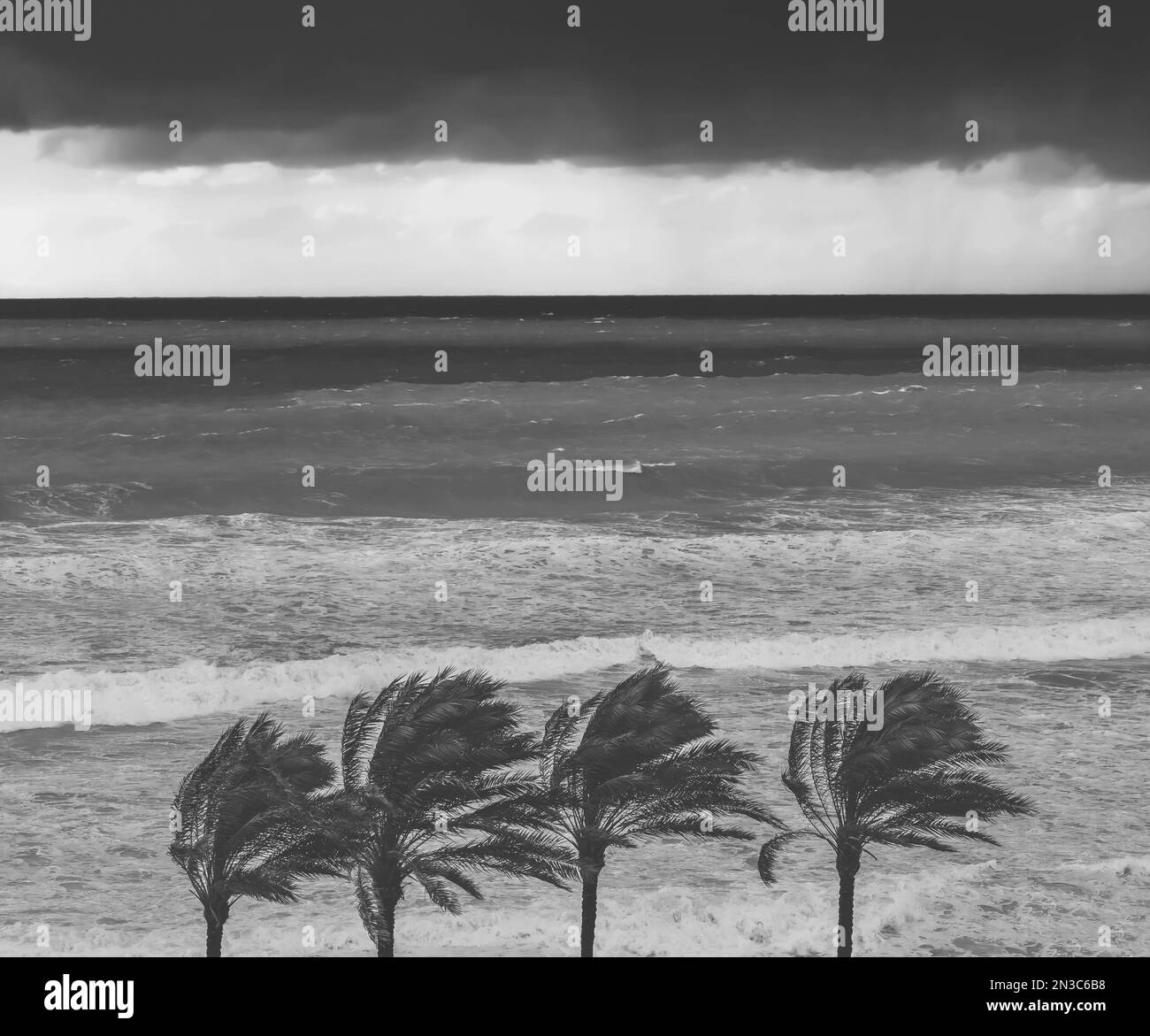 Black and White Photo of a Windy Day on the Beach. Vintage Style