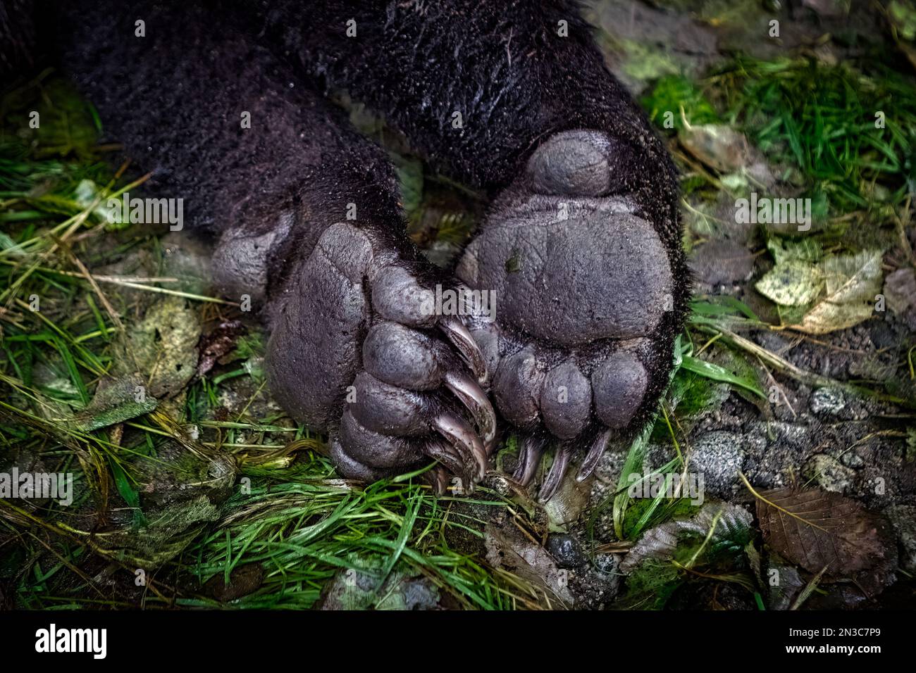 A detail showing a brown bear’s paws and claws (Ursus arctos) while he is tranquilized to be radio-collared by state biologists Stock Photo