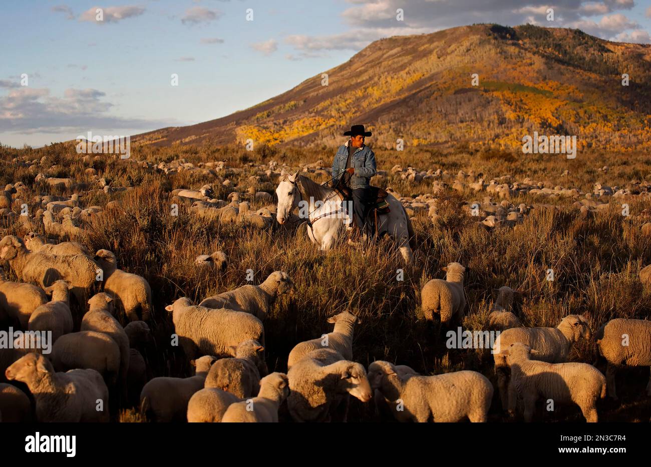 A once wild horse now works the Wyoming range with a sheepherder; Savery, Wyoming, United States of America Stock Photo