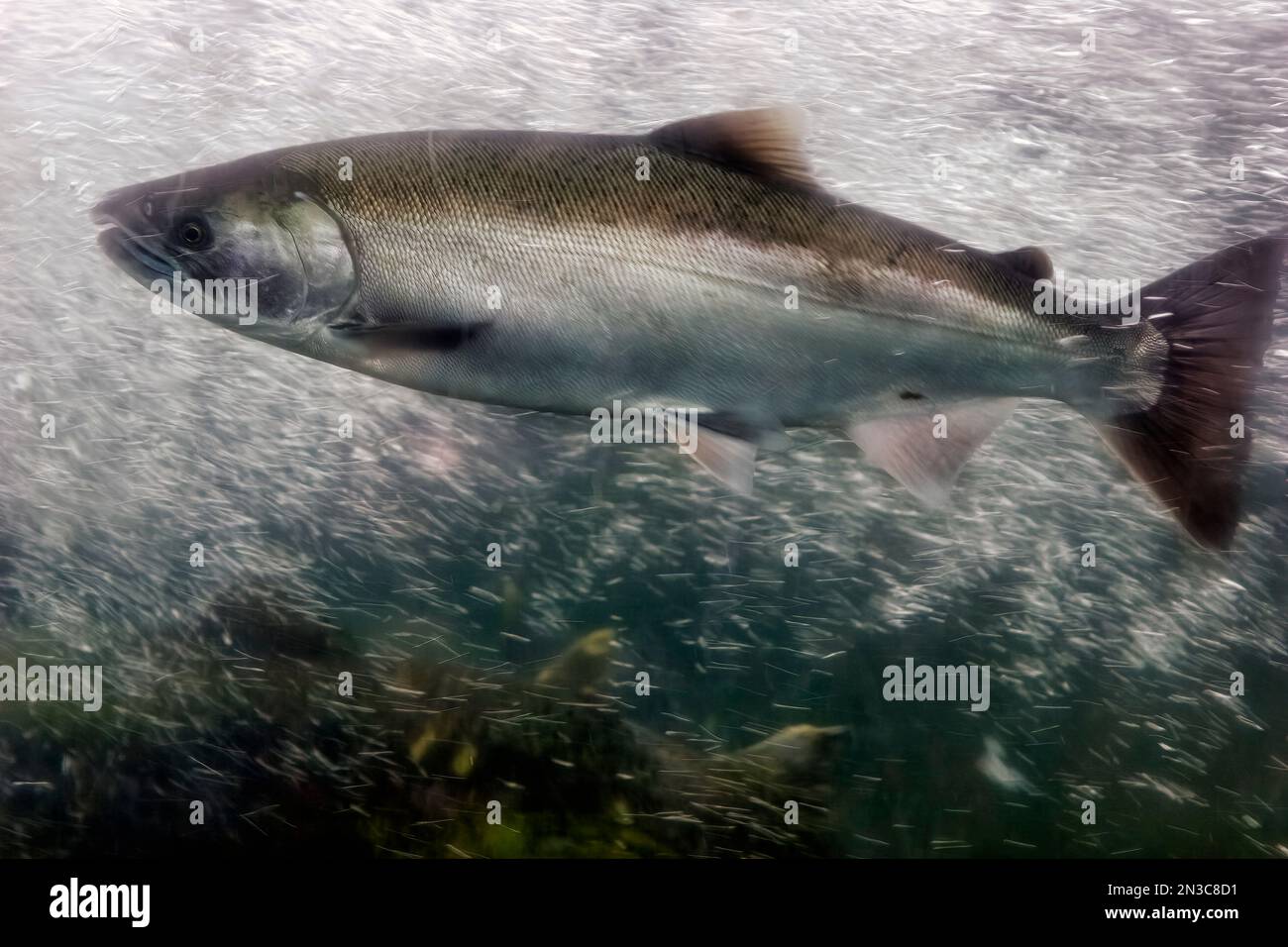 A salmon swims up a 450 foot fish ladder to spawn in a fish hatchery