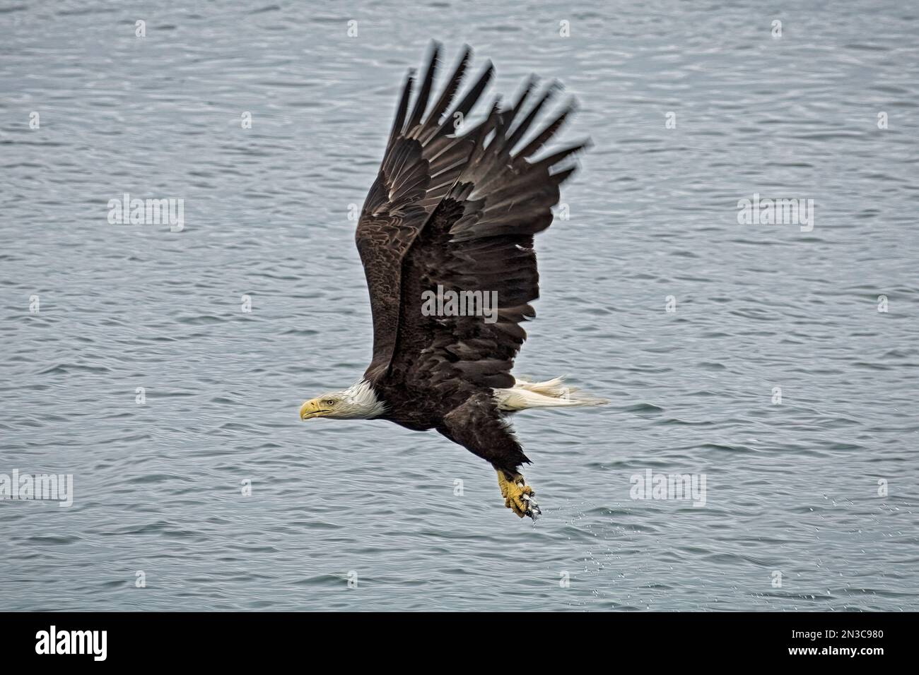 A bald eagle (Haliaeetus leucocephalus alascanus) in flight catches a fish with its talons. Their wingspans measure 7½ ft. The average weight is 10... Stock Photo