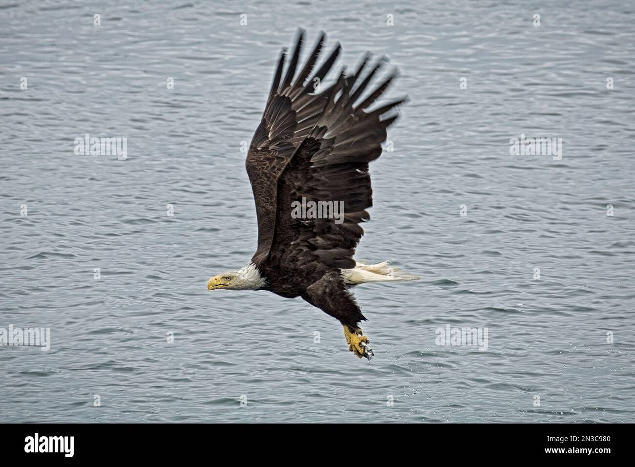 A Bald Eagle in flight catches a fish with its talons. Their wingspans