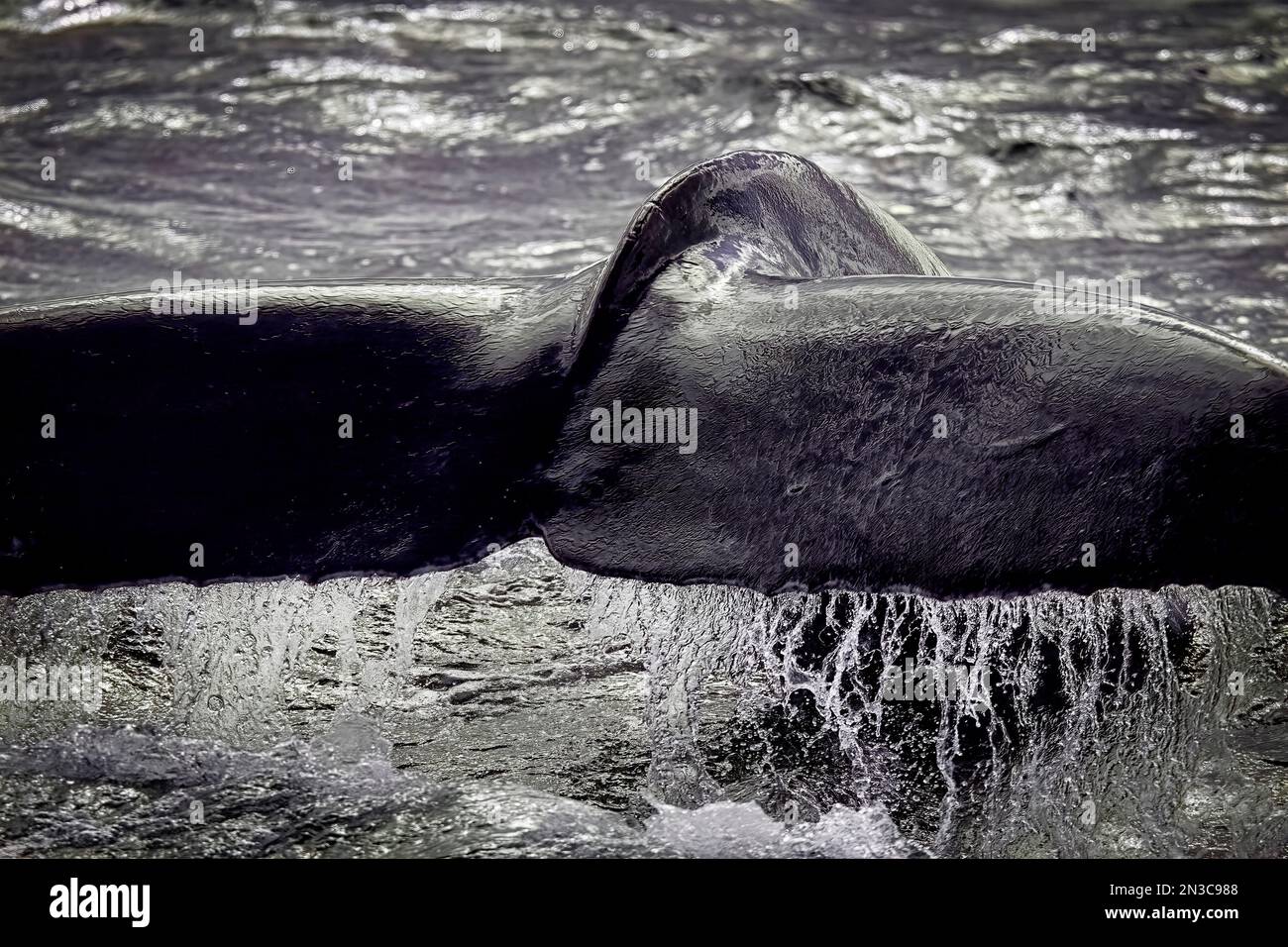 Close-up of water flowing off the tail of a diving humpback whale ...