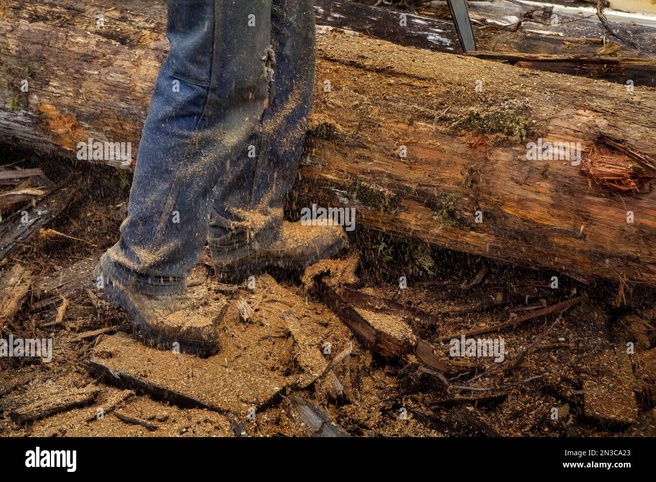 Sawdust covers a worker’s boots at a salvage mill on Goose Creek on Prince of Wales Island. Although the timber industry has declined in southeast ... Stock Photo