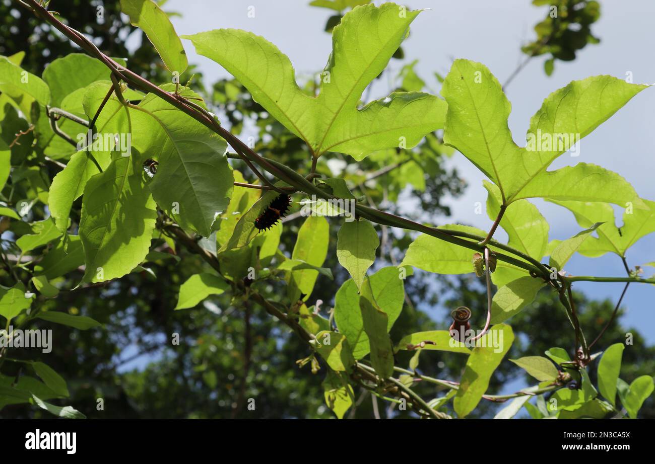 View from below of a passion fruit vine and an Aristolochia Indica vine ( known as Sapsada) that grow together and a common Rose caterpillar is eating Stock Photo