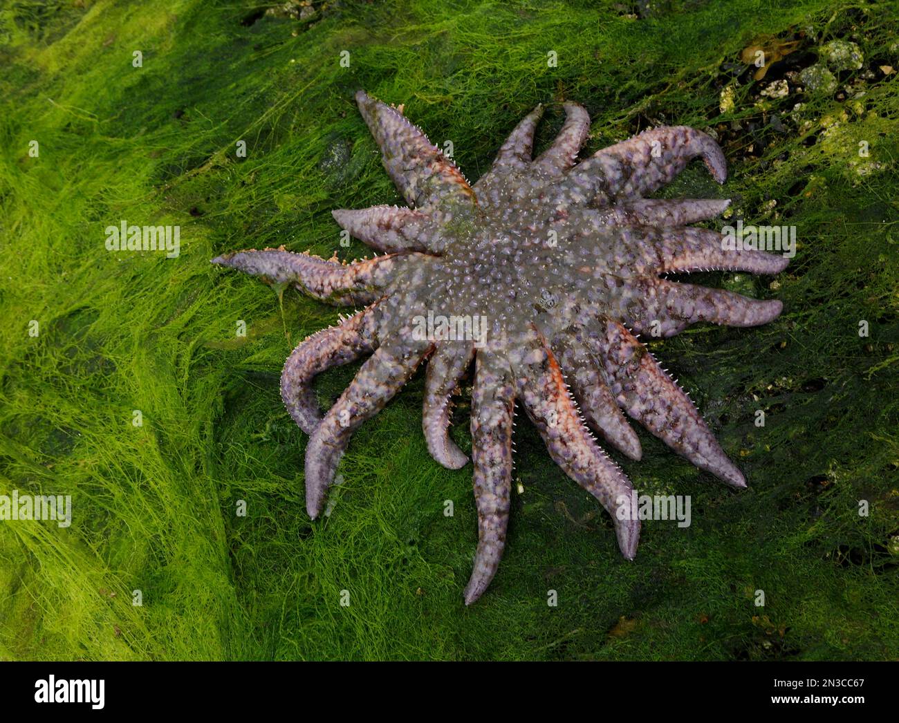 Common sunstar fish hi-res stock photography and images - Alamy