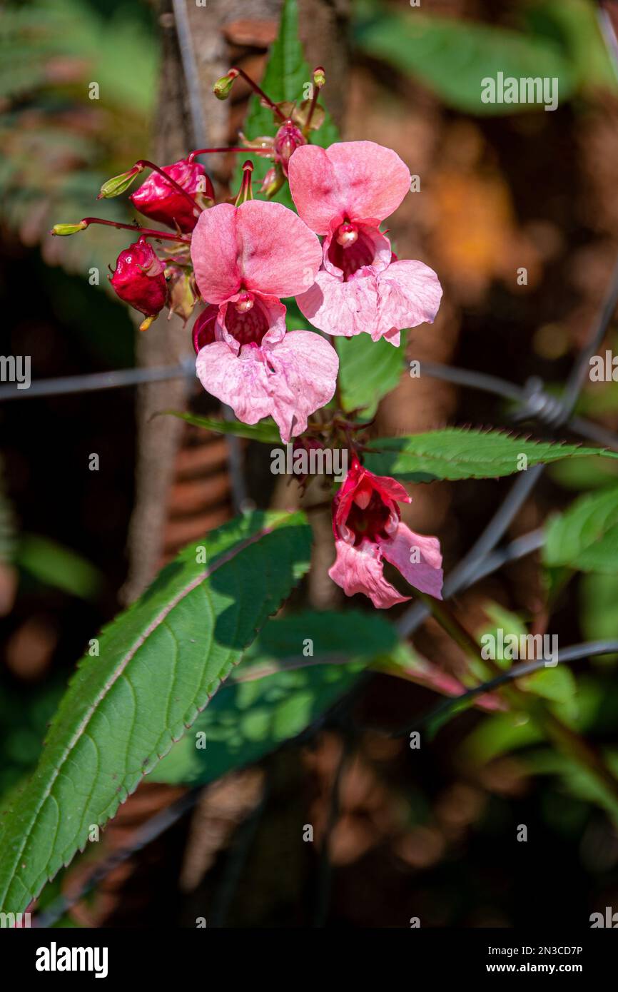 Impatiens glandulifera, Himalayan balsam, is a large annual plant native to the Himalayas Stock Photo