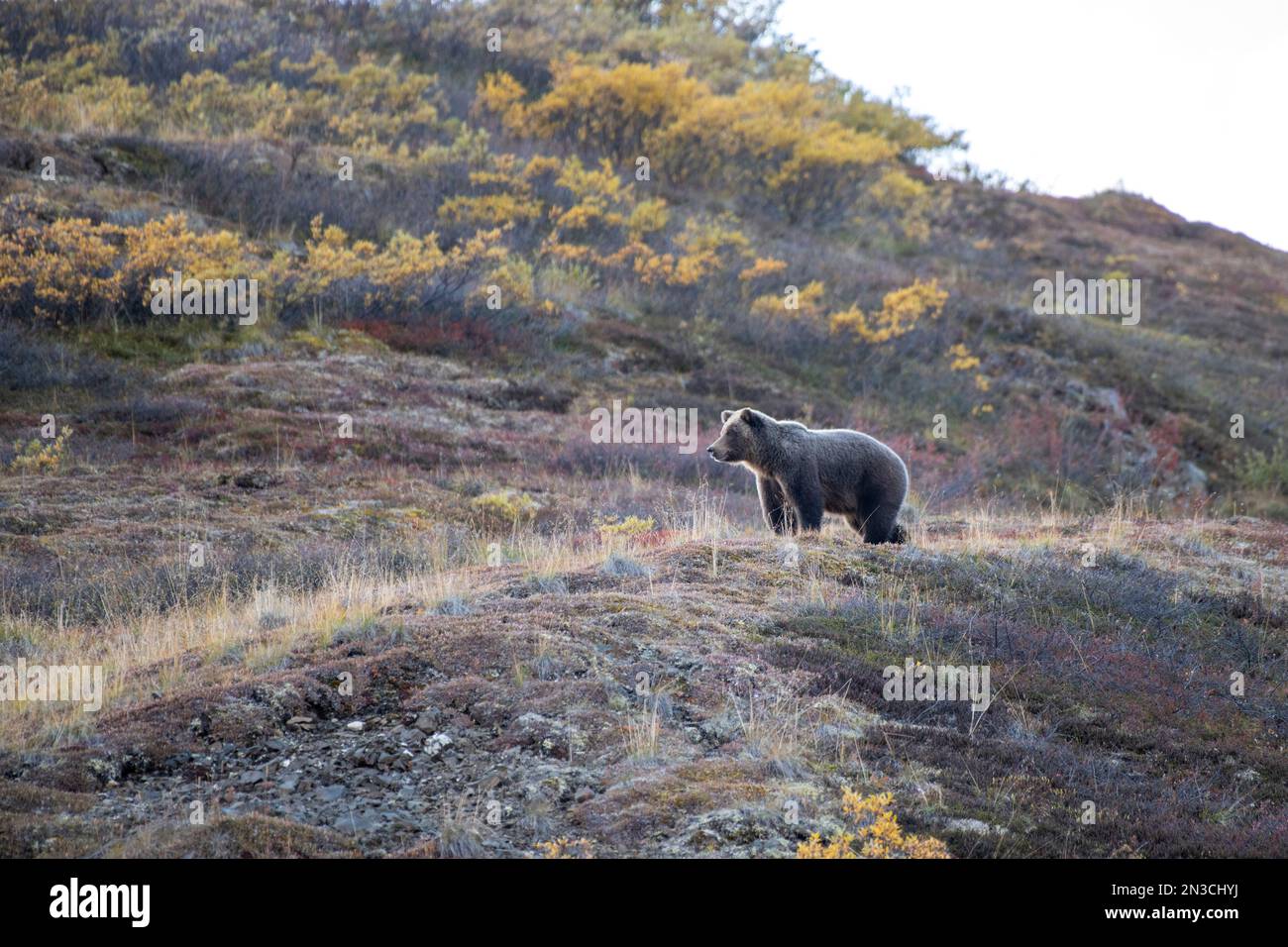 Grizzly Bear (Ursus arctos horribilis) walking through the fall colored vegetation on the tundra in autumn Stock Photo