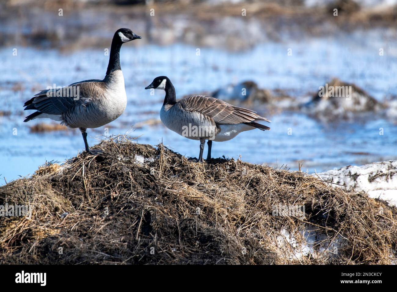 Pair of Canada Geese (Branta canadensis) standing on a grassy mound at