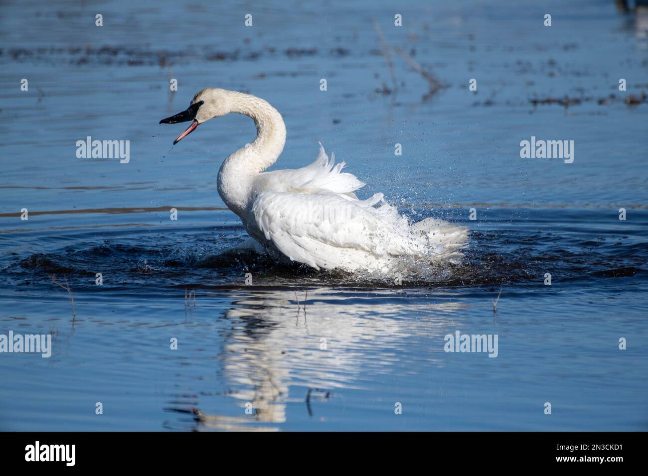 Trumpeter Swan (Cygnus buccinator) flapping its wings and splashing in