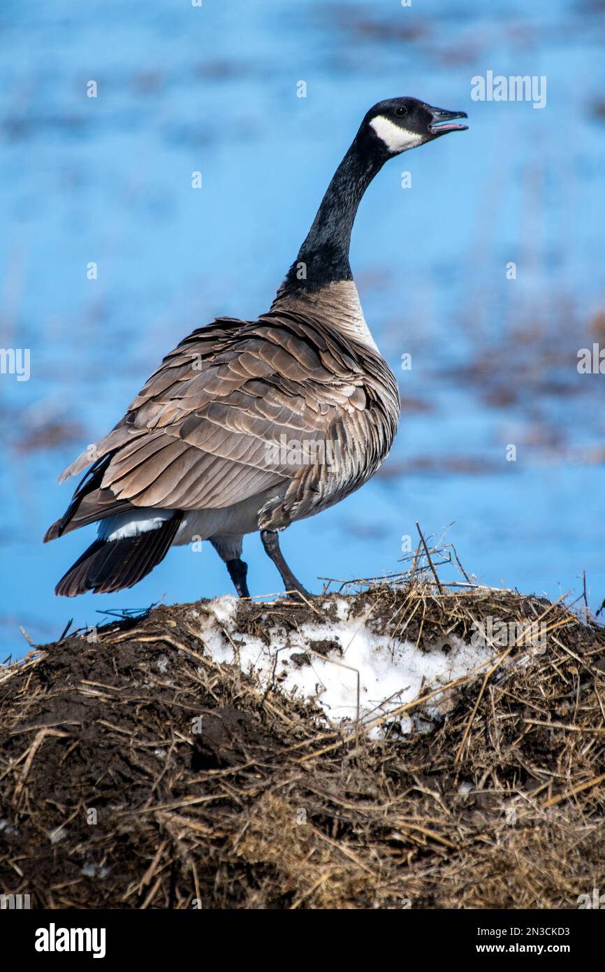 Canada Goose (Branta canadensis) standing on a grassy mound at Creamer