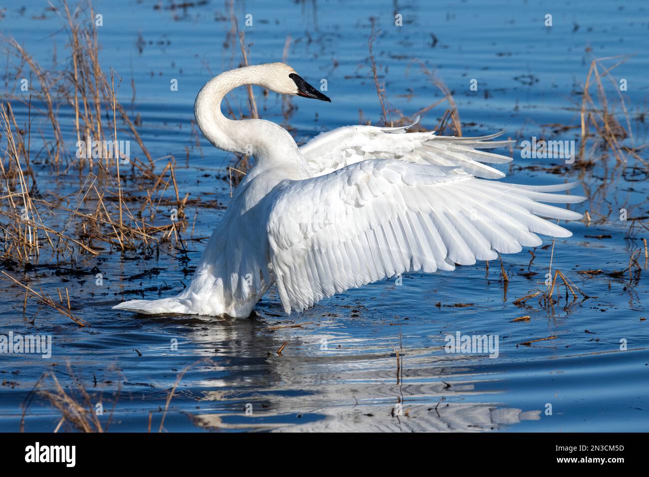 Creamers field migratory waterfowl refuge hires stock photography and