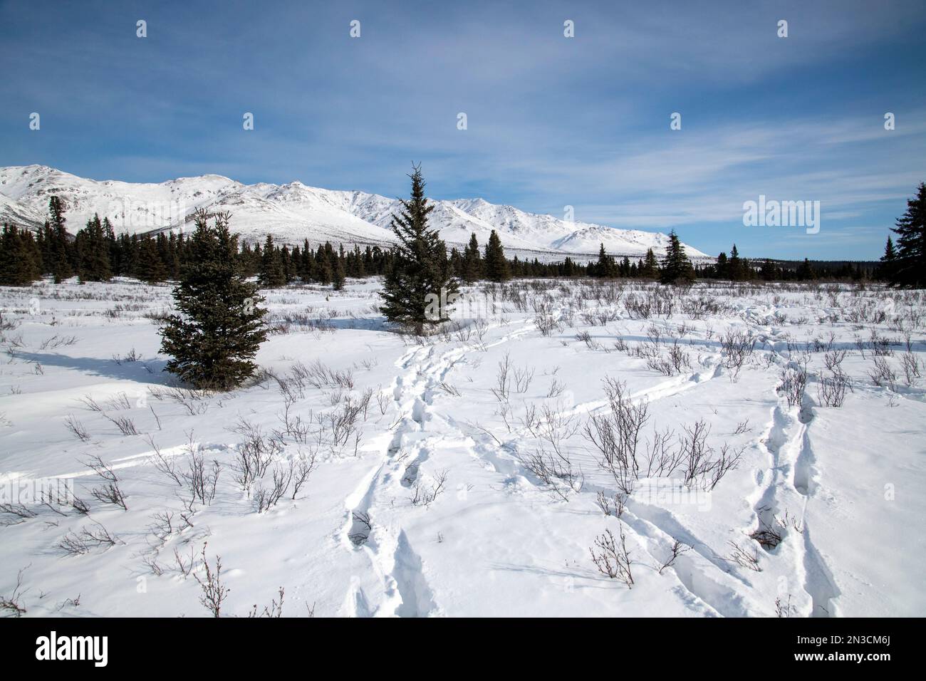Moose (Alces alces) tracks in late winter snow at Mountain Vista; Denali National Park & Preserve, Interior Alaska, Alaska, United States of America Stock Photo