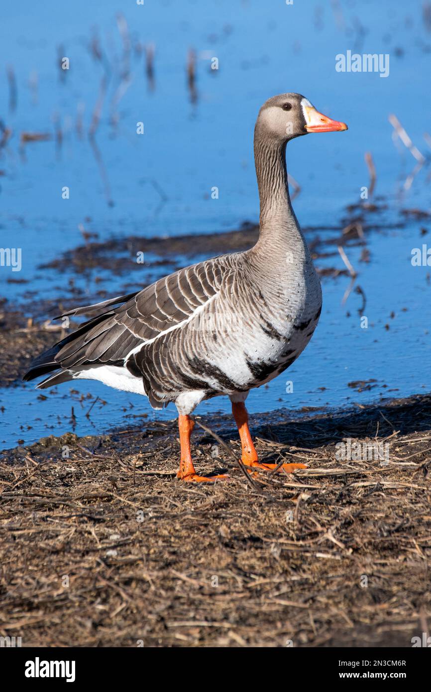 Greater Whitefronted Goose (Anser albifrons) standing next to a