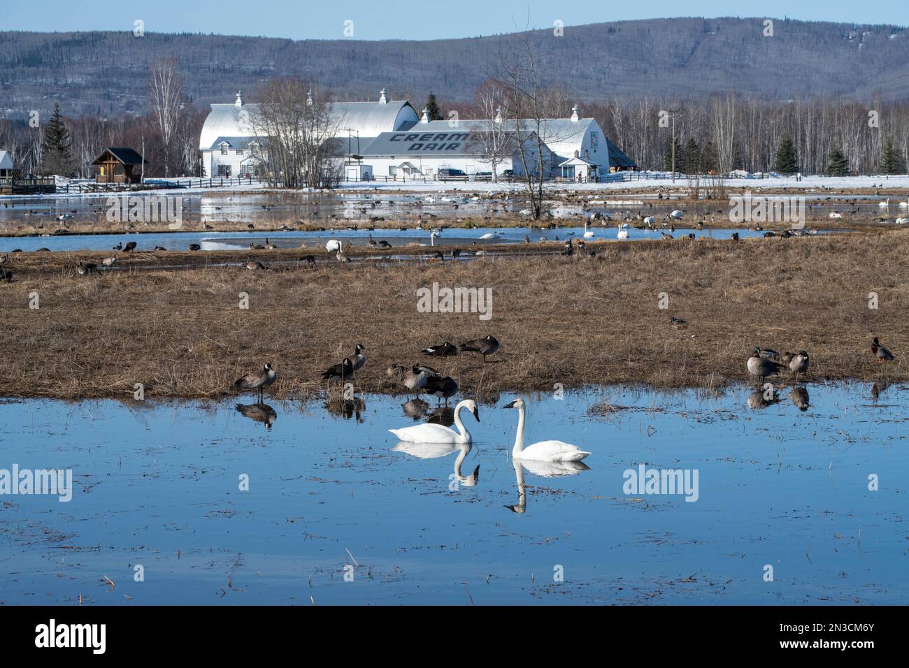 Trumpeter Swans (Cygnus buccinator) and other waterfowl at Creamer's