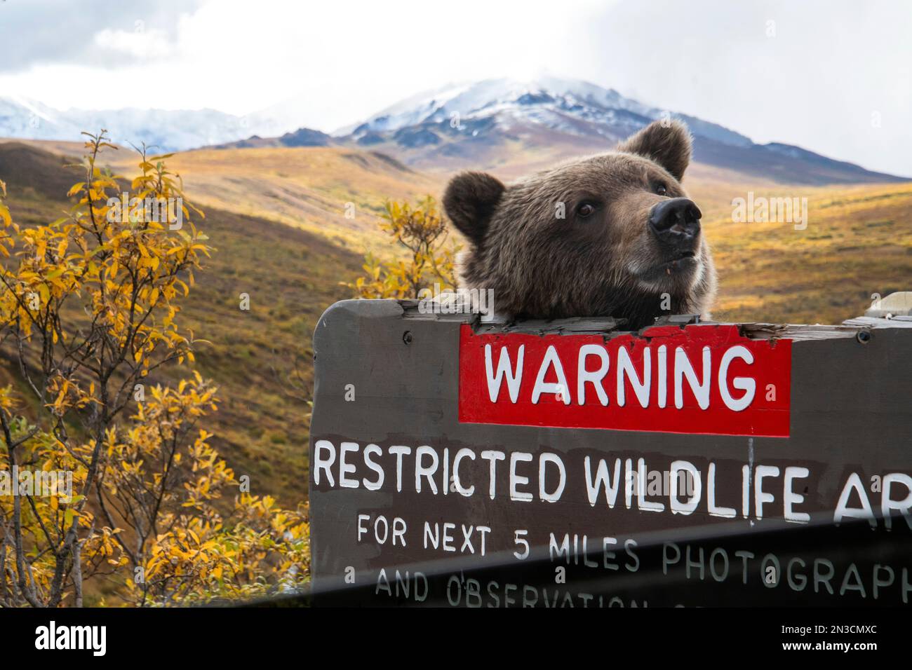 Grizzly bear (Ursus arctos horribilis) peers over a road sign at Sable Pass in autumn Stock Photo