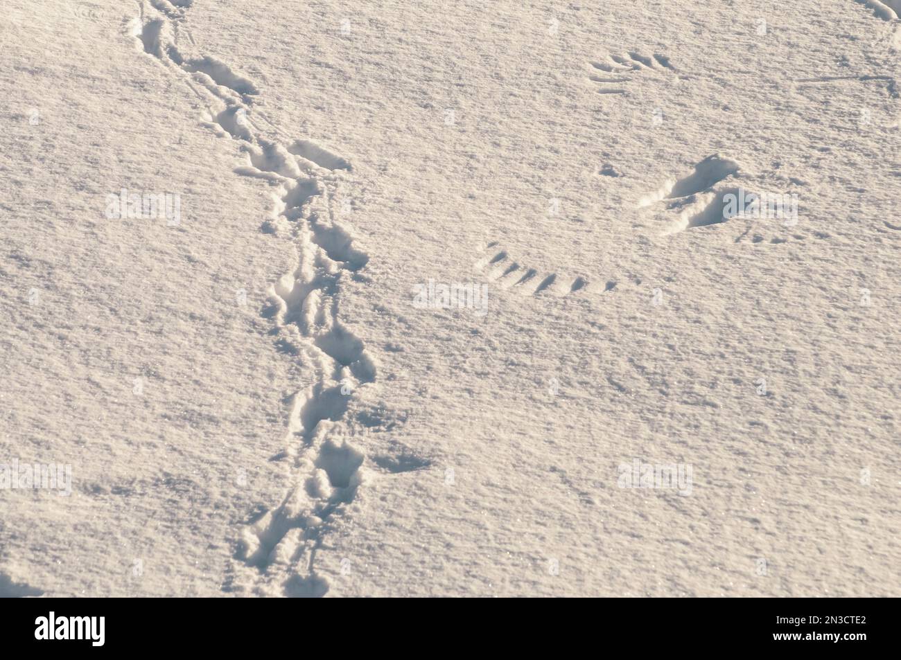 Close-up of tracks and snow patterns in the sunlight; Sitka, Alaska ...