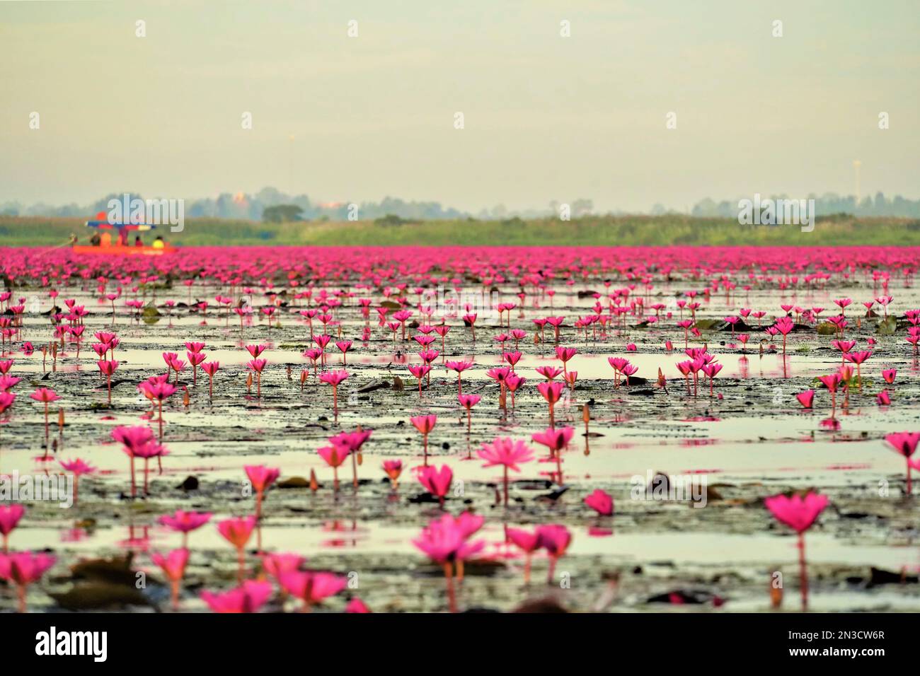 Pink water lilies (Nymphaeaceae) blooming on the lake with travelers on a boat tour enjoying the view in the distance Stock Photo