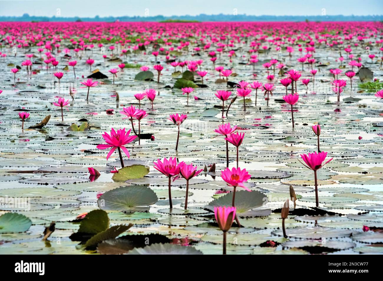 Pink water lilies (Nymphaeaceae) blooming on the lake; Red Lotus Lake, Chiang Haeo, Thailand Stock Photo