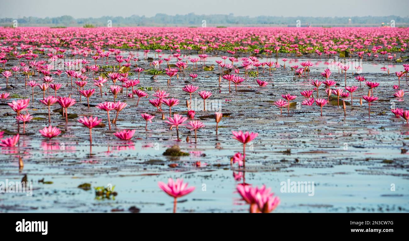 Pink water lilies (Nymphaeaceae) in full bloom; Pink Water Lilies Lake, Udon Thani, Thailand Stock Photo