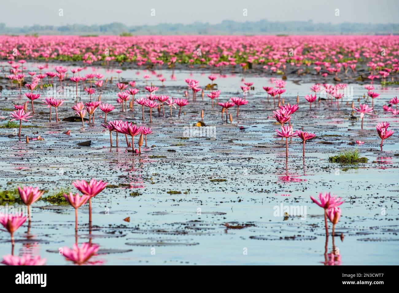 Pink water lilies (Nymphaeaceae) in full bloom; Pink Water Lilies Lake, Udon Thani, Thailand Stock Photo