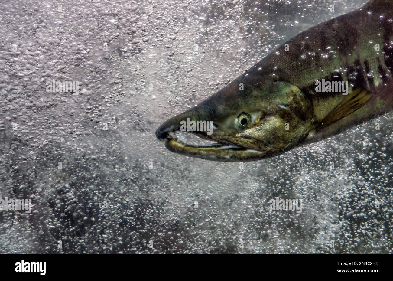Closeup detail of salmon (Salmonidae) and bubbles in the water in a