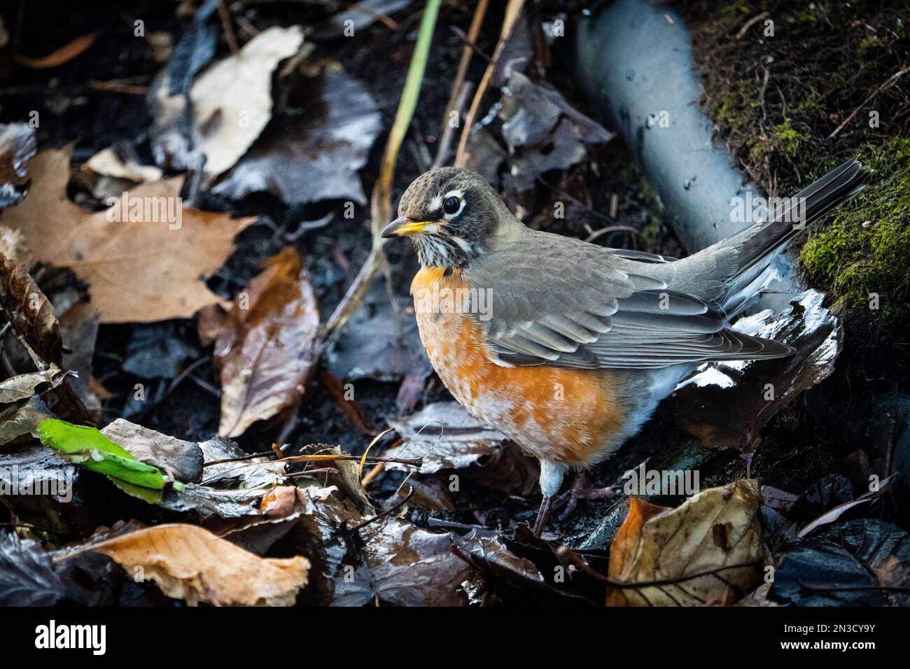 American robin foraging for food on the forest ground Stock Photo