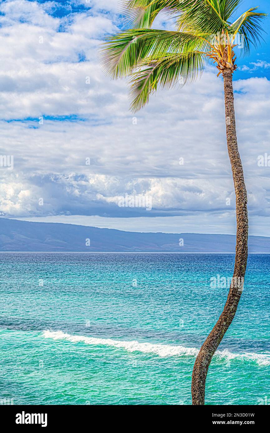 Lone palm tree with turquoise tropical waters off a hawaiian island; Maui, Hawaii, United States of America Stock Photo
