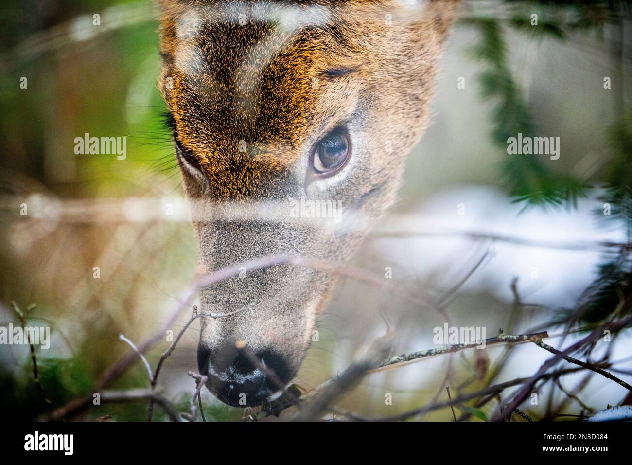 White-tailed deer grazing in the woods in a national park during winter. Stock Photo