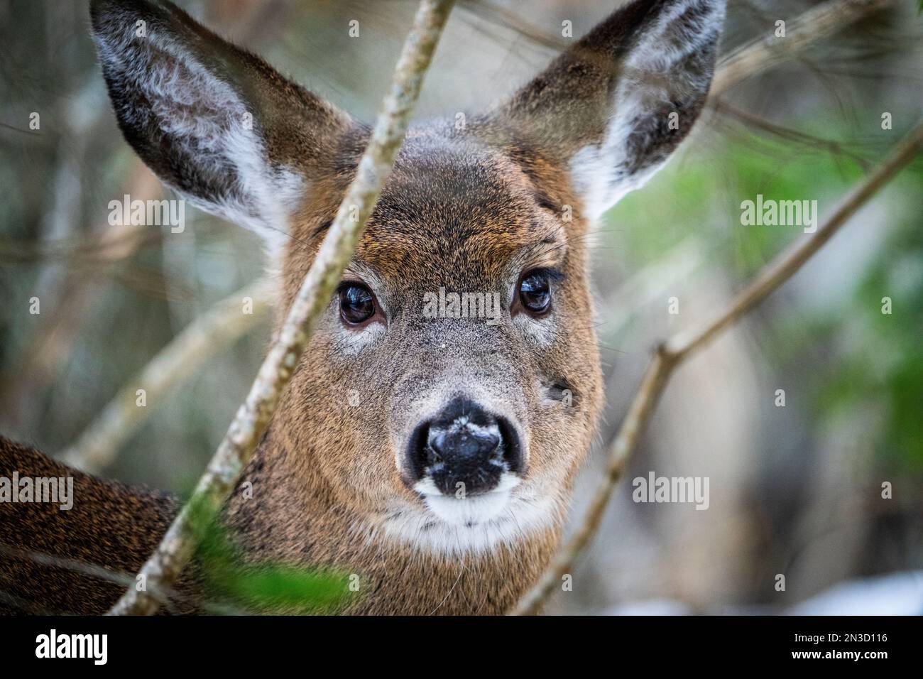 White-tailed deer standing in the woods in a national park during winter. Stock Photo
