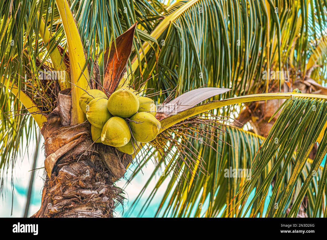 Close-up of coconuts and palm fronds on a coconut palm tree (Cocos nucifera); Maui, Hawaii, United States of America Stock Photo