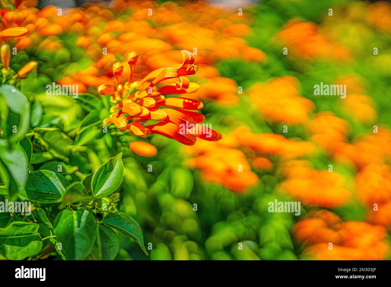Close-up of orange, tropical flowers blooming in the bright sunlight; Maui, Hawaii, United States of America Stock Photo