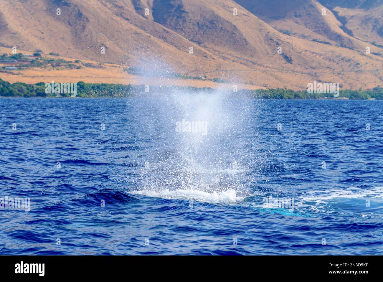 Close-up of whale blows in the blue waters of the Pacific Ocean along the shore; Maui, Hawaii, United States of America Stock Photo