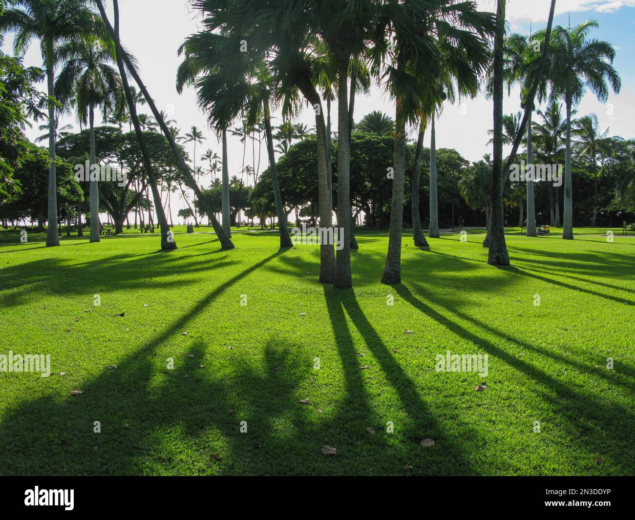 Palm trees in Wakiki area of Honolulu, Hawaii Stock Photo Alamy