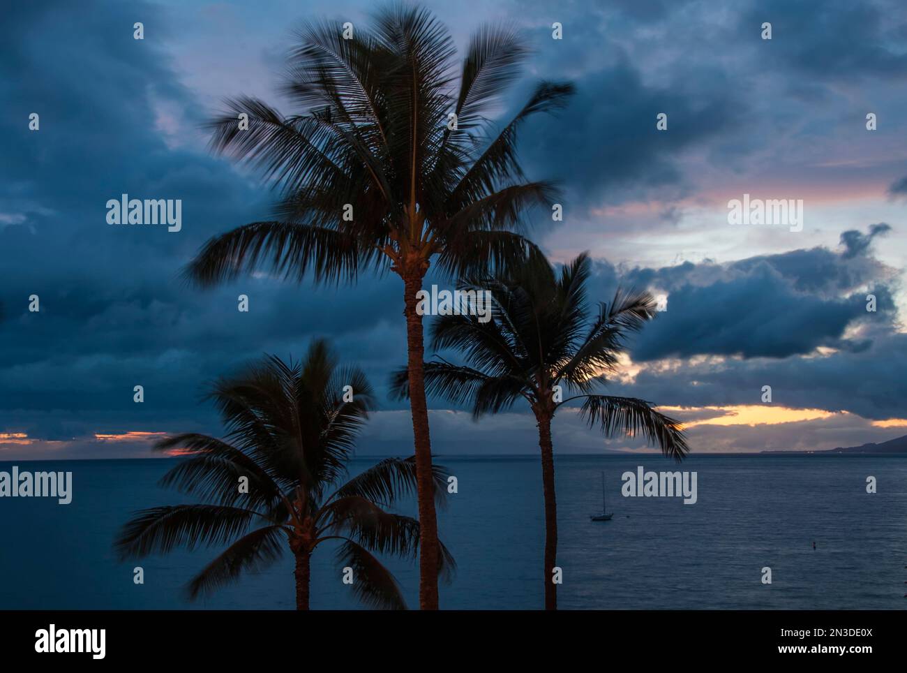 Palm trees and ocean view at sunset on Hawaii's Island of Maui; Maui ...