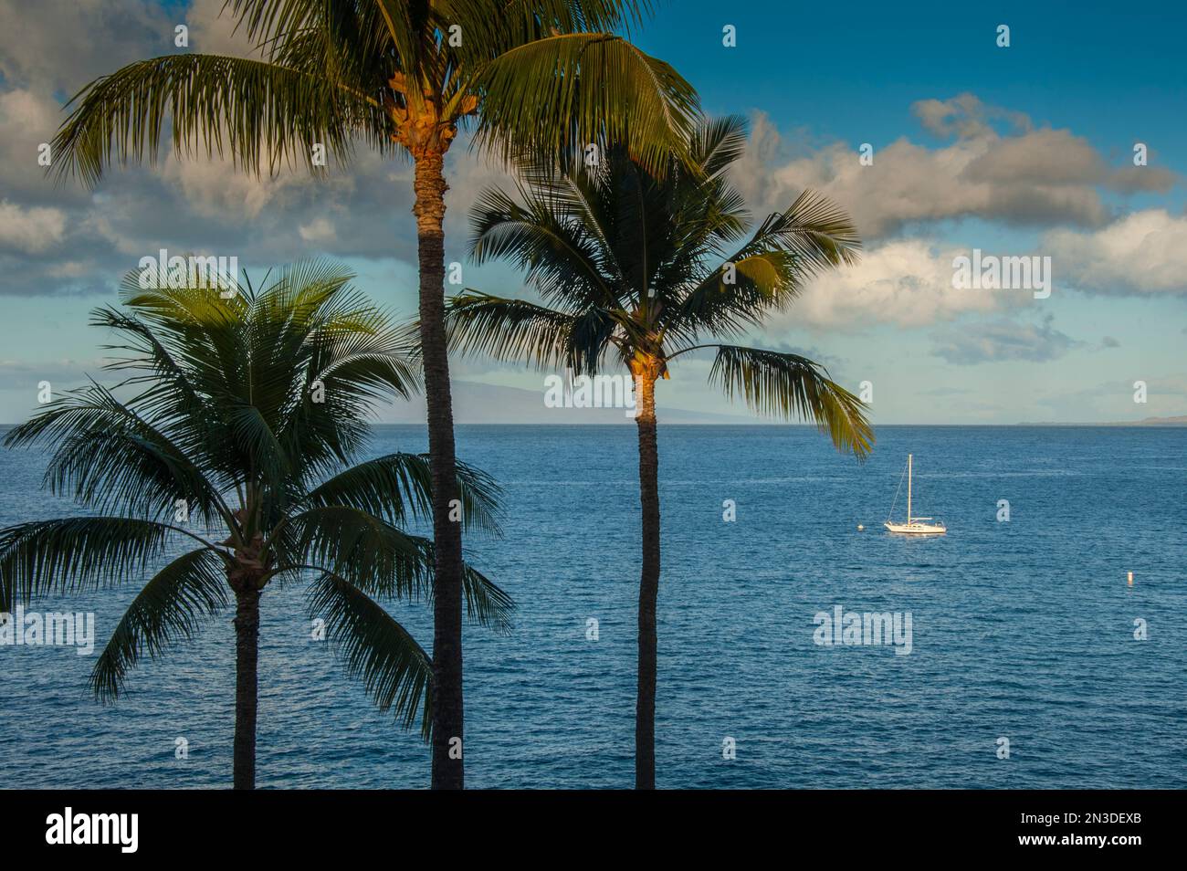 Early morning sun illuminates palm trees framing the ocean in the Kihei