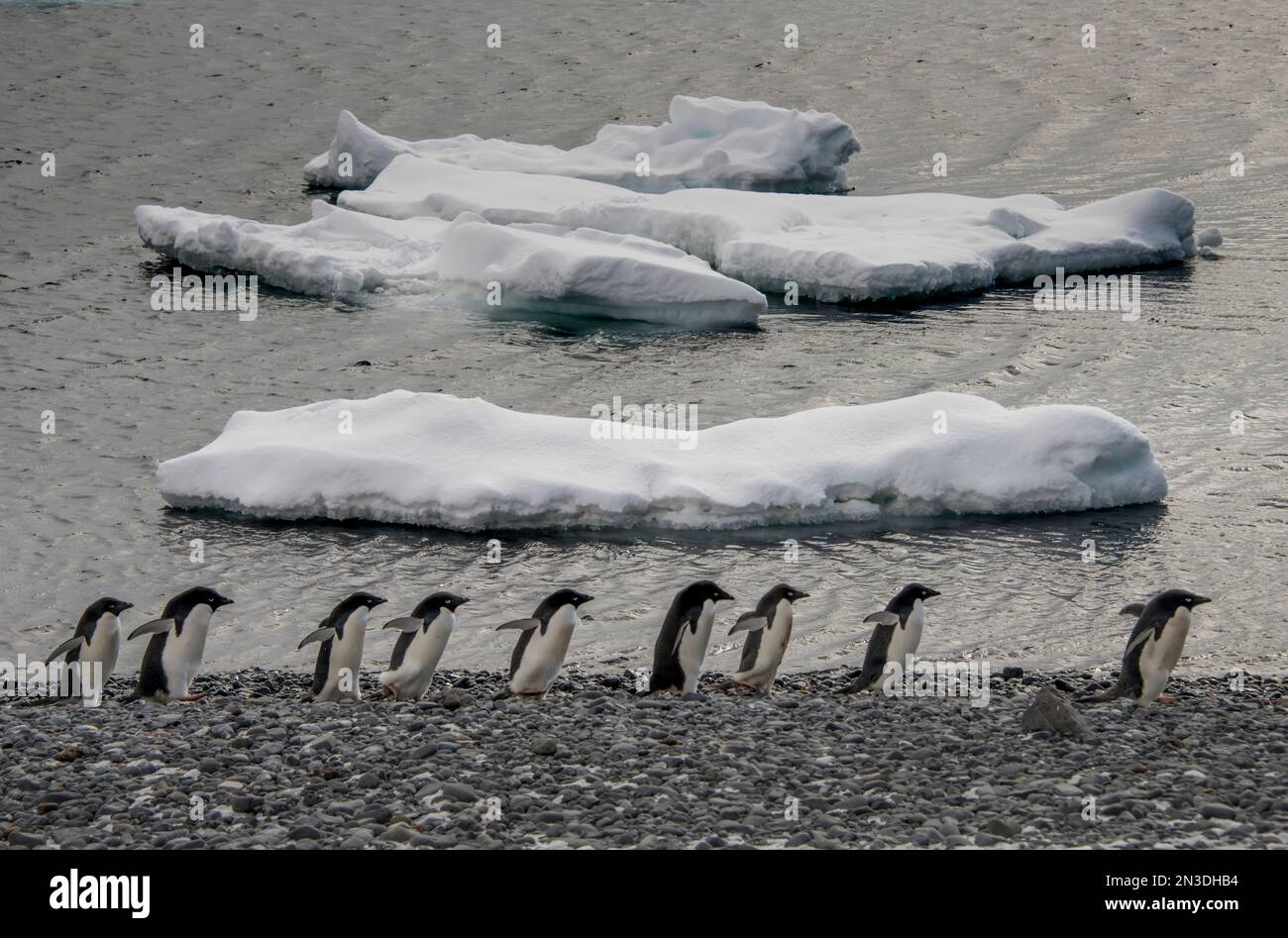 Parade of Adelie Penguins (Pygoscelis adeliae) past ice chunks on Antarctica's Brown's Bluff; Antarctica Stock Photo