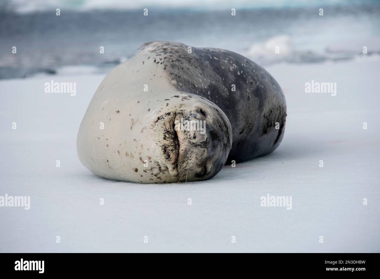 Antarcticas leopard seal hi-res stock photography and images - Alamy